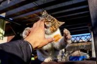 Un chat en train de mordre et de griffer la main d'un homme