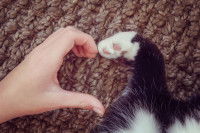 Une main et une patte de chat se rejoignent pour former un coeur
