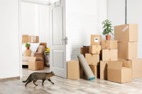 Un chat dans un appartement rempli de cartons de déménagement