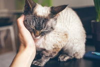 Une femme caresse un chaton Devon Rex