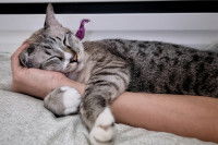 Un chat gris tigré ronronne couché sur un bras