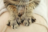 Un chat tigré pétrit le canapé avec ses pattes