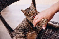 Un chat tigré lèche la main de sa maîtresse