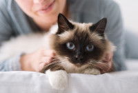 Une femme fait un câlin à son chat