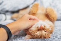 Une femme caresse le menton d'un chat roux sur le lit