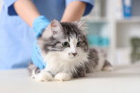 Un vétérinaire tient un jeune chat dans un cabinet