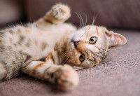 Un chaton allongé sur un canapé