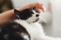 Un chaton noir et blanc en train d'être caressé