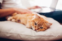 Un homme en train de caresser un petit chat roux