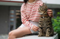 Une femme caresse un chat tigré sur un muret