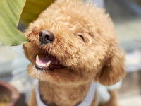 Choisir et accueillir son compagnon