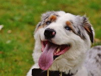 La notion de bien-être chez l'animal