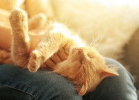 Un chat allongé sur les genoux de sa maîtresse reçoit des caresses