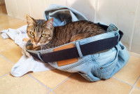 Un chat allongé dans un jean sale