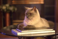 Test d'intelligence pour chat