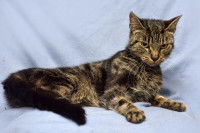 Un chat très maigre allongé sur un canapé bleu