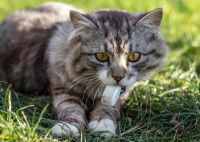 Un chat gris tient un bouchon de bouteille dans sa gueule
