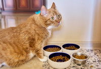 Un gros chat roux devant quatre gamelles de croquettes