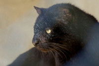 Un chat de Geoffroy au pelage noir intense