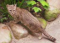 Un chat de Geoffroy posé sur une pierre