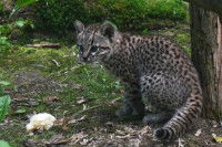 Un chat de Geoffroy très jeune