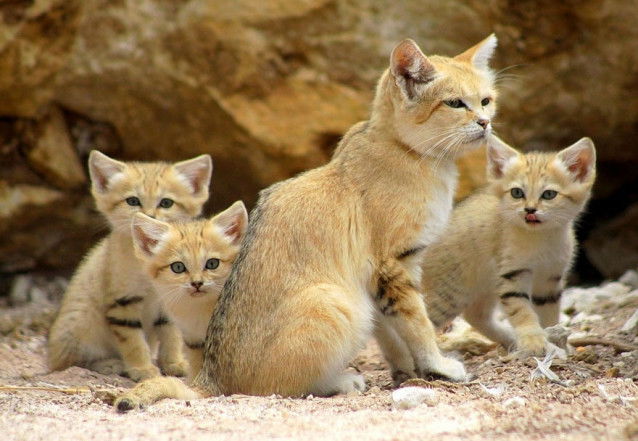 Une mère chat des sables et ses petits
