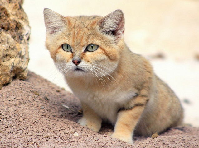 Un chat des sables couché au sol