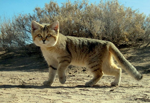 Un chat des sables dans son habitat naturel