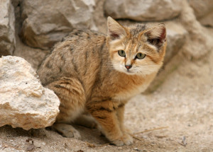 Chat des sables ou chat du désert, qui est-il ?