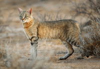 Les Felinea, ou petits félins