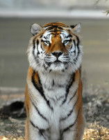 Un tigre du bengale assis regardant droit devant soi