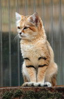 Un petit chat des sables assis sur une pierre