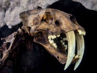 Un crâne de smilodon