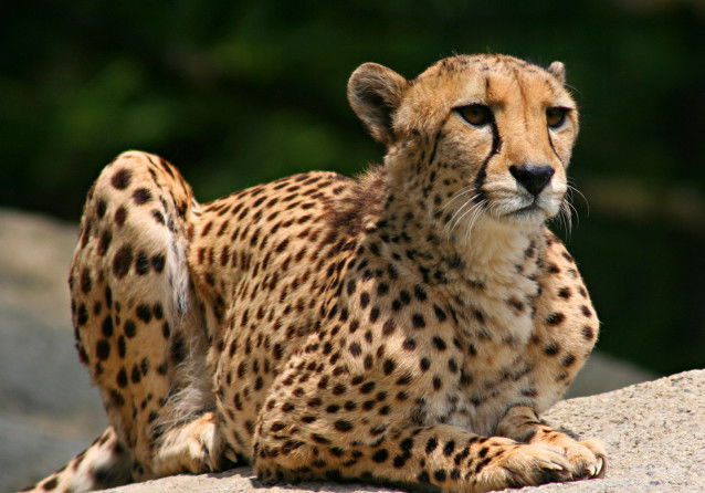 Un Guépard couché sur un rocher
