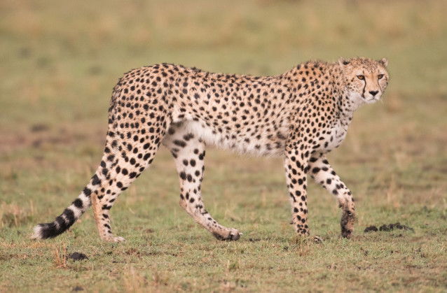 Un guépard en train de marcher