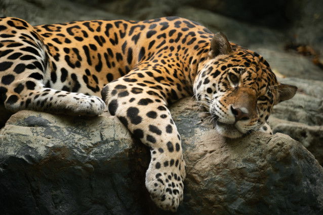Un jaguar allongé sur des rochers