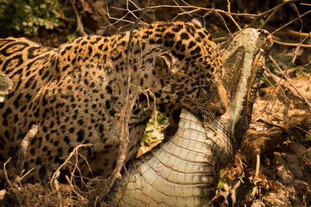Un Jaguar s'attaquant à un crocodile