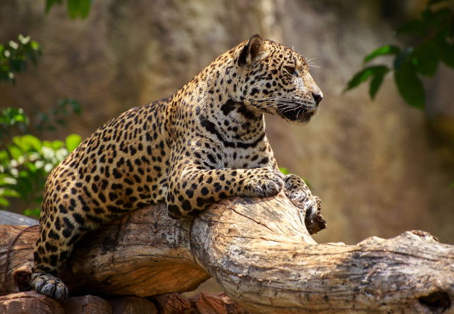 Un Jaguar couché sur une souche d'arbre