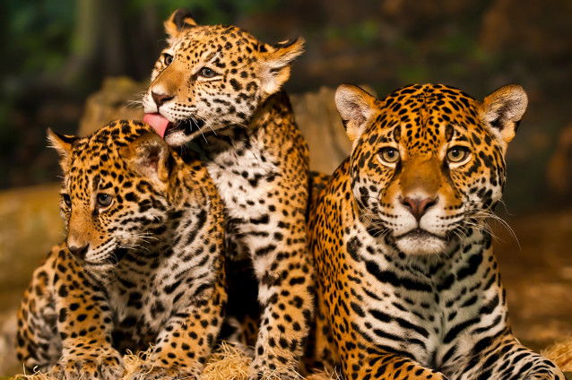 Une mère Jaguar et ses petits