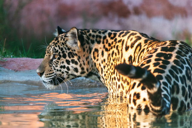 Un Jaguar marchant dans une étendue d'eau