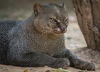 Un Jaguarondi avec un air menaçant 