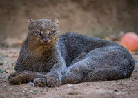 Un gros Jaguarondi couché dans le sable