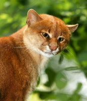 Un Jaguarondi roux et blanc