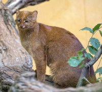 Un Jaguarondi assis sur un arbre