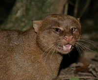 Un Jaguarondi en train de rugir