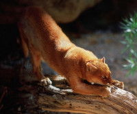 Un Jaguarondi s'étirant sur une branche d'arbre 