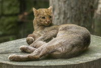 Un jaguarondi couché sur une souche d'arbre