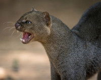 Un Jaguarondi rugissant