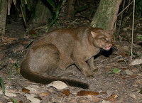 Un Jaguarondi montrant les dents 