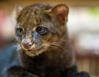 Une femelle Jaguarondi